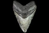 Large, Fossil Megalodon Tooth - North Carolina #108951-1